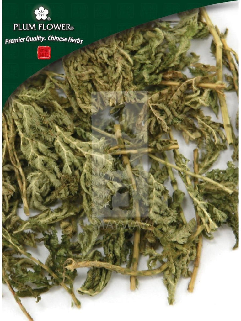 Selaginella doederleinii herb, Whole Herb, 200 grams, Shi Shang Bai